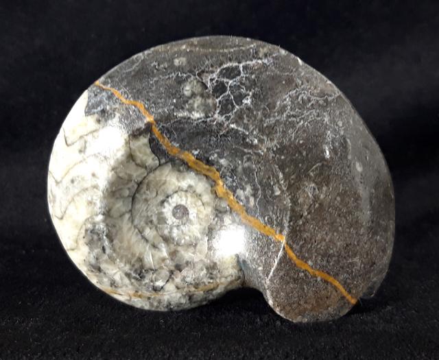 Manticoceras sp. HYATT 1884 - Bild &copy; FossNet FossilienStore